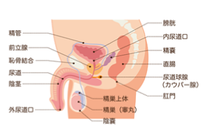 前立腺とは